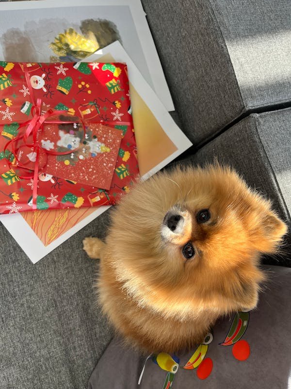 El papel de regalo perfecto para los amantes de los animales